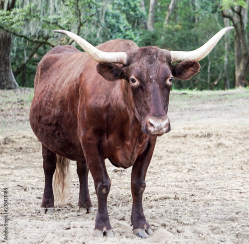 Brown Cow with Horns