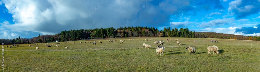 sheeps grazing at the green meadow