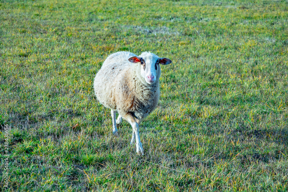 Obraz premium sheeps grazing at the green meadow