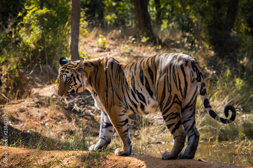 Fototapeta Naklejka Na Ścianę i Meble -  A female tiger spotty standing with a beautiful backdrop at Bandhavgarh Tiger Reserve, India
