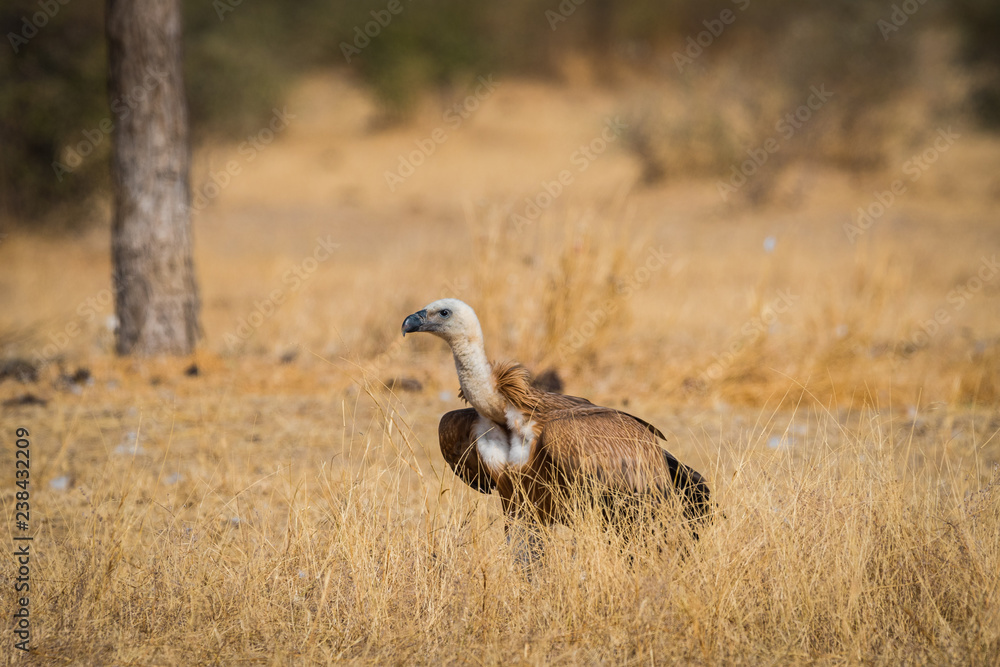 Eurasian griffon vulture (Gyps fulvus) in flight at jorbeer, bikaner, india Eurasian griffon vulture (Gyps fulvus) in flight at jorbeer, bikaner, india