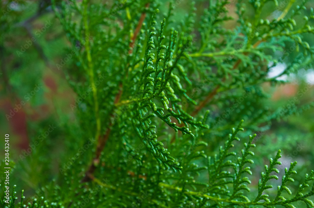 Incense cedar tree Calocedrus decurrens branch close up.