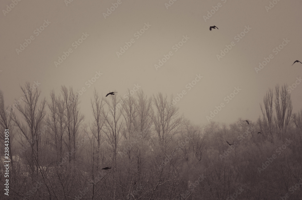 Winter landscape - snow storm, snow covered trees and black birds Winter landscape - snow storm, snow covered trees and black birds