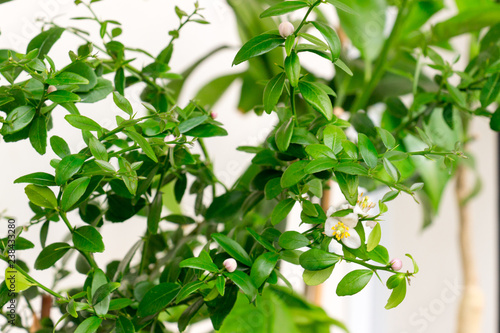 Beautiful scenery, a sprig of citrus plants Microcitrus Australasica, the Australian finger lime or caviar lime, with small white and pink flowers, green leaves and thorns. Indoor citrus tree growing.