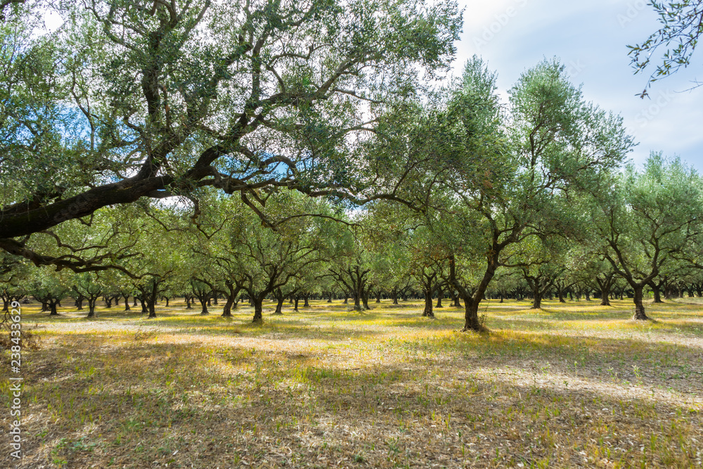 Greece, Zakynthos, Endless olive tree nature landscape for olive oil production Greece, Zakynthos, Endless olive tree nature landscape for olive oil production