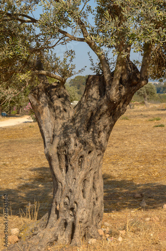 Olive tree