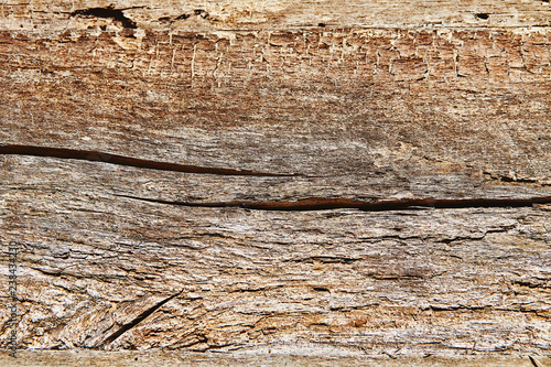 Natural wood texture closeup. Wooden background closeup