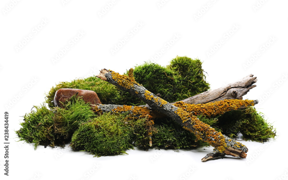 Fototapeta premium Green moss with rotten branch and yellow lichen isolated on white background