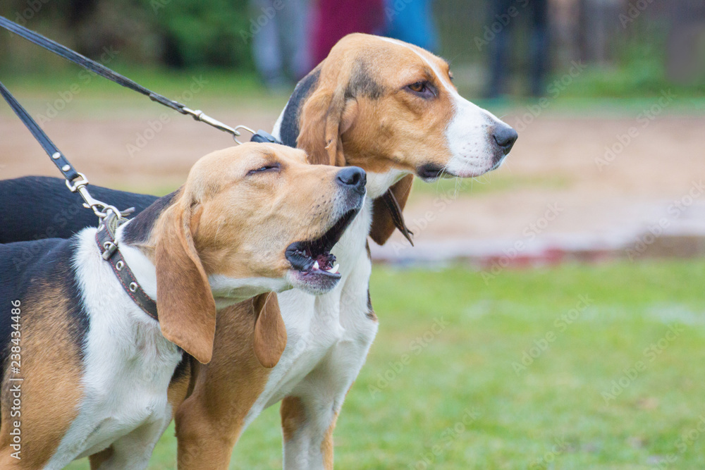 two hounds on leashes. Close up