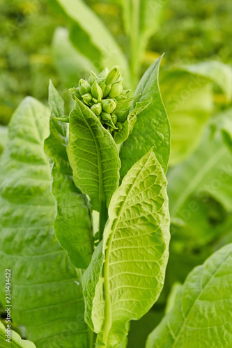 green tobacco plants on a field tabacco plantation
