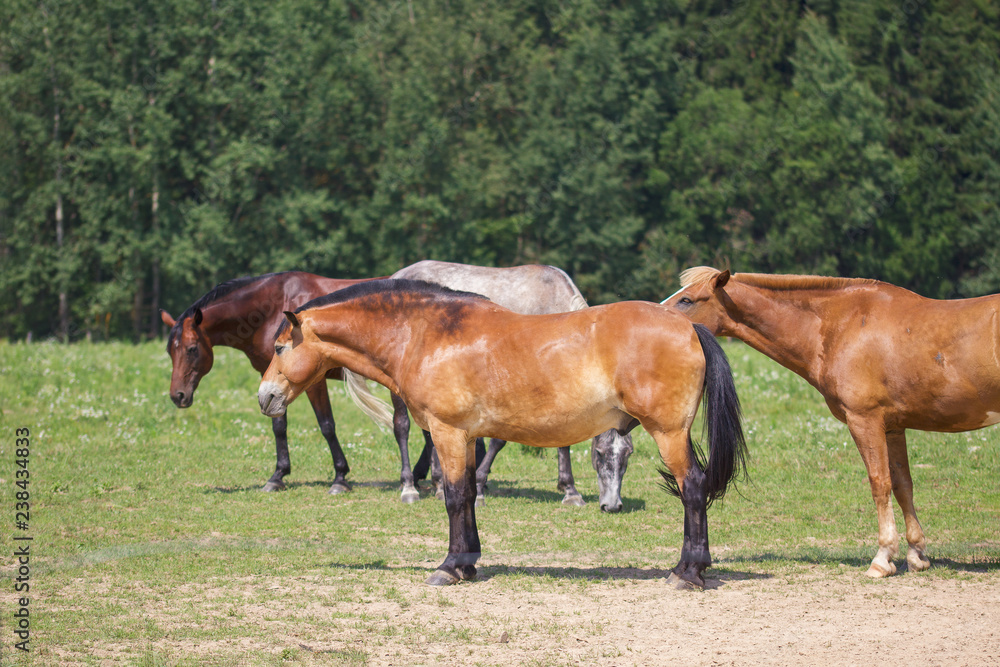 red horses grazing in a meadow red horses grazing in a meadow