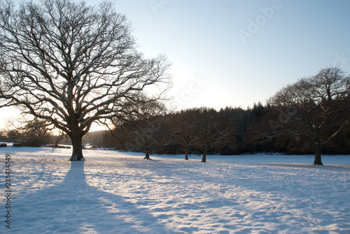 winter landscape