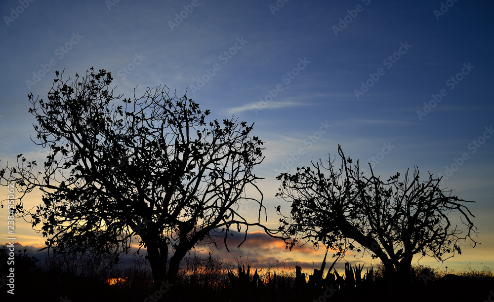 Silhouettes of trees during the dawn with splendid sky in background