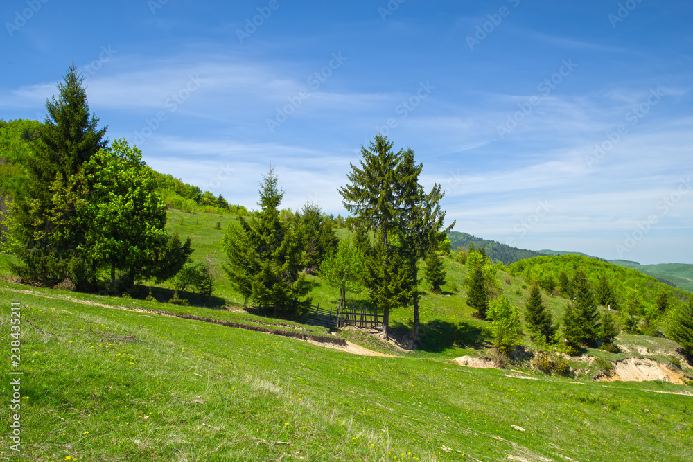 Young green foliage, rural landscape