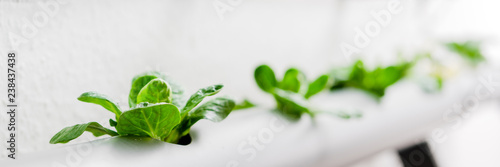 Hydroponics method of growing plants.Vegetables hydroponics farm