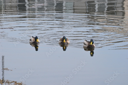 ducks in water