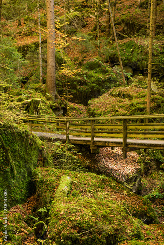 View on old grunge wooden bridge in mystery wild forest