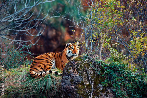 pretty tiger lying on top of a rock