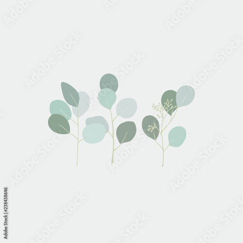 Eucalyptus Populus.Isolated branches of eucalyptus. Blooming eucalyptus. Floristic plants. Tender leaves. Elegant leaves in vector. © soul_romance