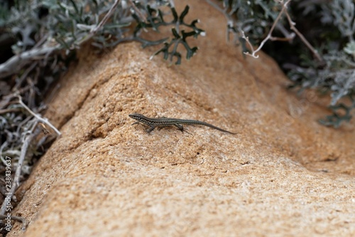 Tyrrhenian wall lizard (Podarcis tiliguerta) © ChrWeiss