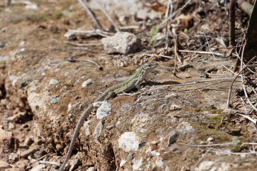 Italian wall lizard (Podarcis siculus) Italian wall lizard (Podarcis siculus)