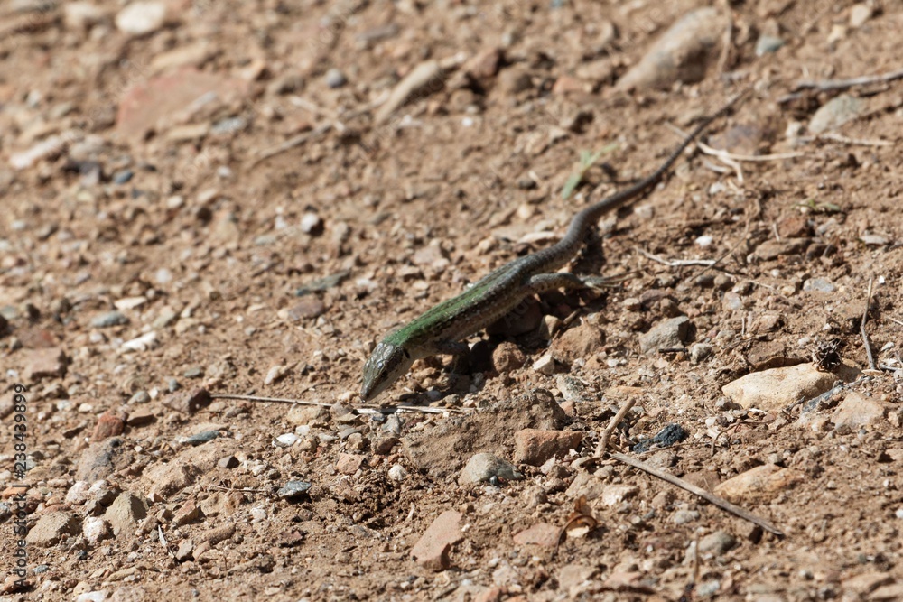 Italian wall lizard (Podarcis siculus) Italian wall lizard (Podarcis siculus)