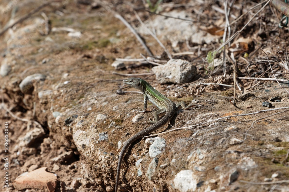 Italian wall lizard (Podarcis siculus) Italian wall lizard (Podarcis siculus)