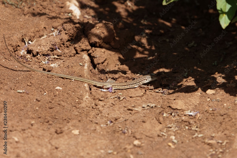 Long-tailed Lizard Latastia longicaudata Long-tailed Lizard Latastia longicaudata