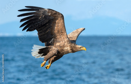 Adult White-tailed eagles fishing. Blue Ocean  background. Scientific name: Haliaeetus albicilla, also known as the ern, erne, gray eagle, Eurasian sea eagle and white-tailed sea-eagle.