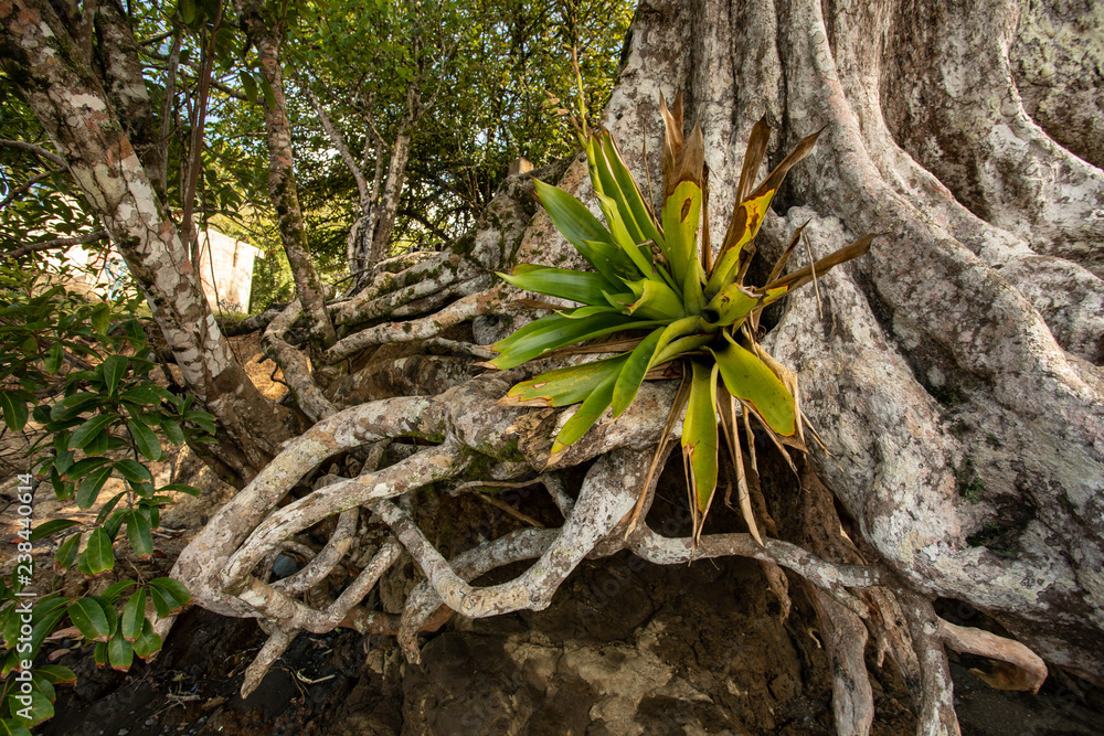 bromeliad in tree bromeliad in tree