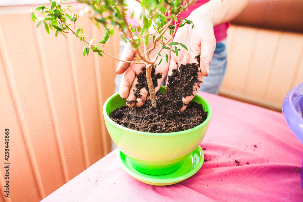 A woman plants a houseplant in a pot. A woman plants a houseplant in a pot.