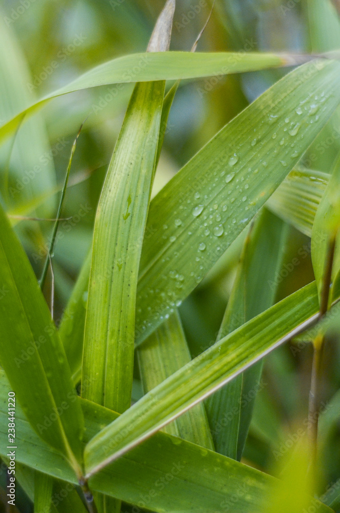 BAMBU LEAF BAMBU LEAF