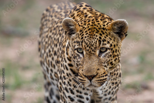 Portrait of a Leopard male in Sabi Sands Game Reseve in the greater Kruger Region in South Africa