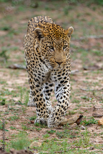 Leopard male walking in Sabi Sands Game Reseve in the greater Kruger Region in South Africa