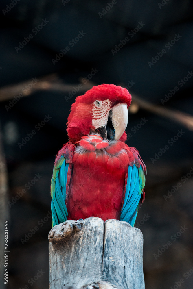 Obraz premium GUACAMAYO