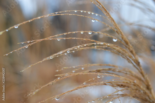 Morning Dew