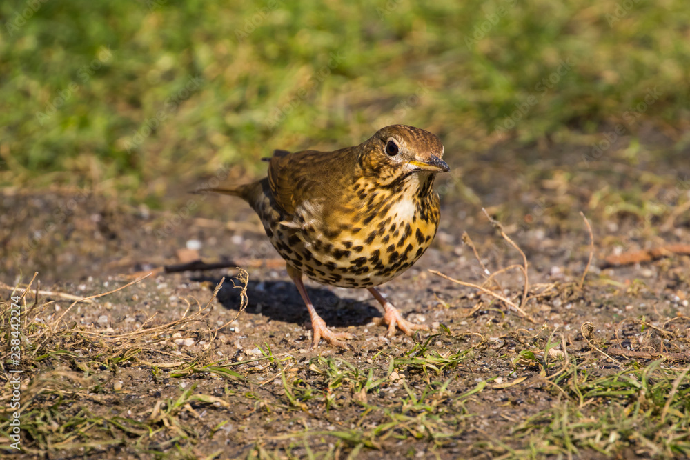 Song Thrush on the Ground Song Thrush on the Ground