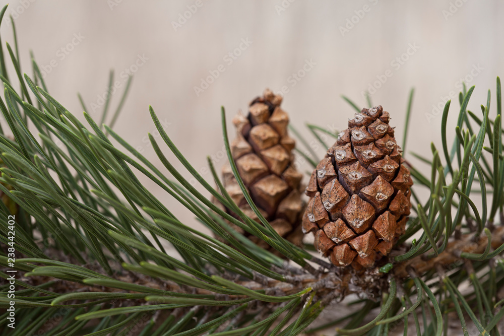 Pretty pine cone on a branch, conifer tree Pretty pine cone on a branch, conifer tree