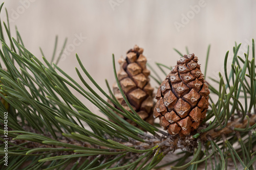 Pretty pine cone on a branch, conifer tree