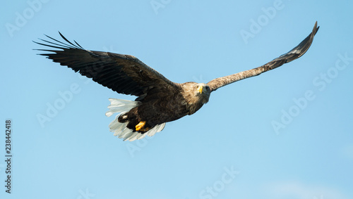 White-tailed eagle in flight. Blue sky background. Scientific name: Haliaeetus albicilla, also known as the ern, erne, gray eagle, Eurasian sea eagle and white-tailed sea-eagle.