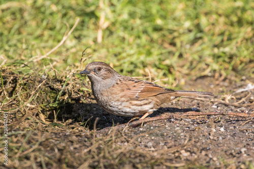 Dunnock (Prunella modularis) on the ground