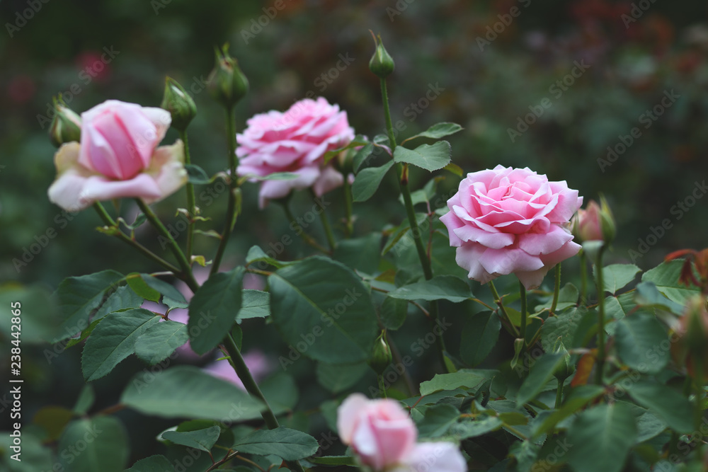 Naklejka premium Pink roses in garden