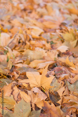 Pile of yellow fallen leaves with blurres background. Autumn leaf background with blurred back.