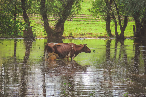a cow standing in the water. after heavy rains and floods of the river.