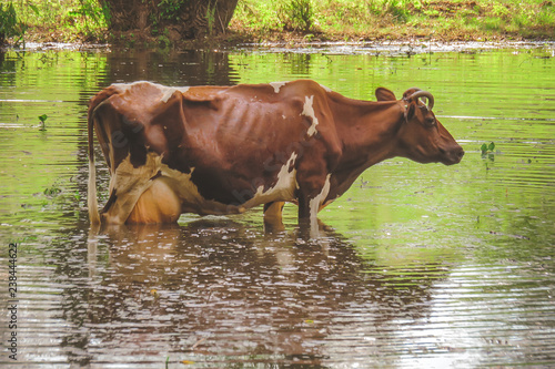a cow standing in the water. after heavy rains and floods of the river.