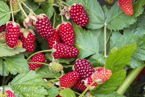 closeup of loganberry plant with ripe loganberries growing in organic garden