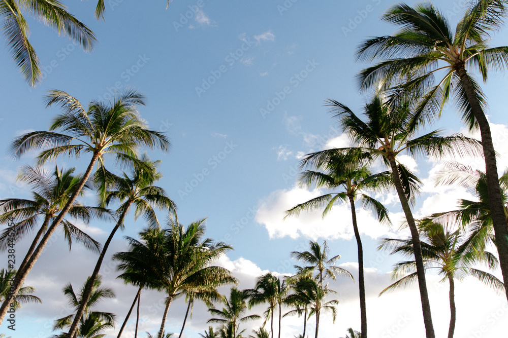 green, palms, hawaii, lush, spring, palm trees, green, palms, hawaii, lush, spring, palm trees,