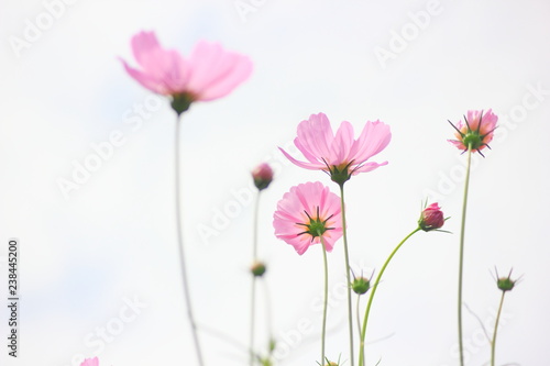 Cosmos pink flower in the field,Clipping with sky background.Vintage s cosmos flowers in garden tone.