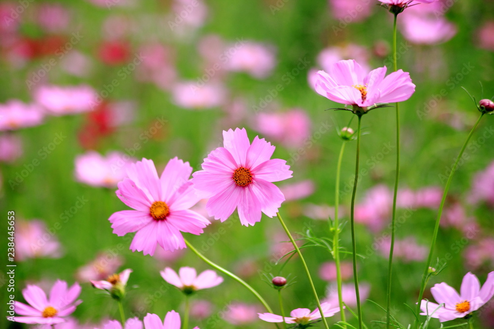 Pink cosmos flower blooming in the field, For background in vintage style soft focus Pink cosmos flower blooming in the field, For background in vintage style soft focus