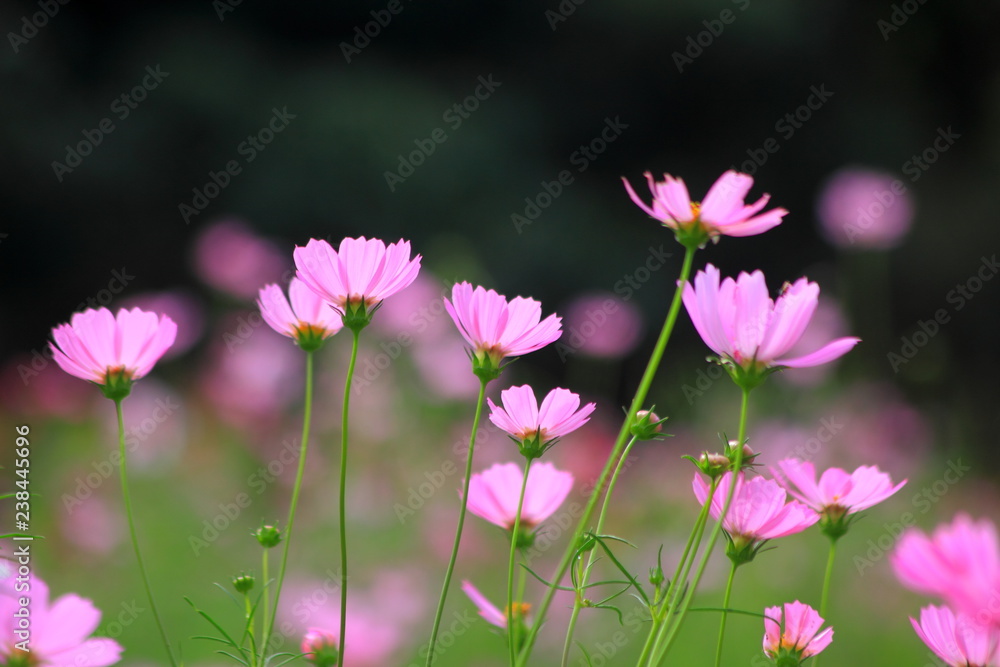 Pink cosmos flower blooming in the field, For background in vintage style soft focus. Pink cosmos flower blooming in the field, For background in vintage style soft focus.